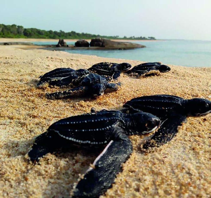 #58 L’éclosion des tortues marines-BAAB