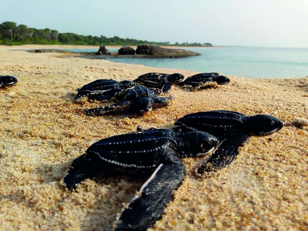 #58 L’éclosion des tortues marines