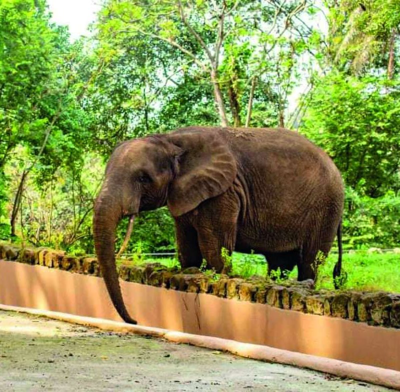 Le Zoo d’Abidjan_BAAB
