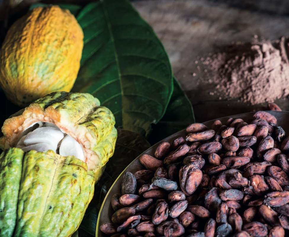 Traite du Cacao